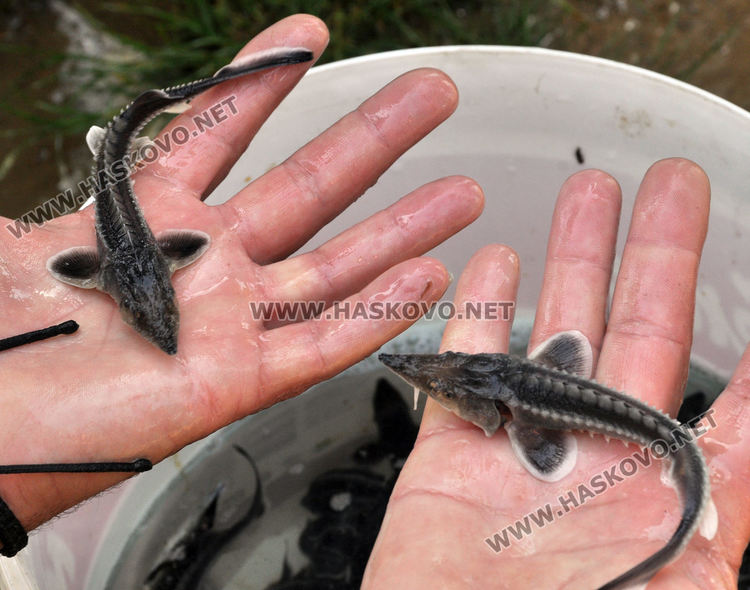 Зарибиха яз. „Тракиец“ с шаран, сом и есетра (видео)