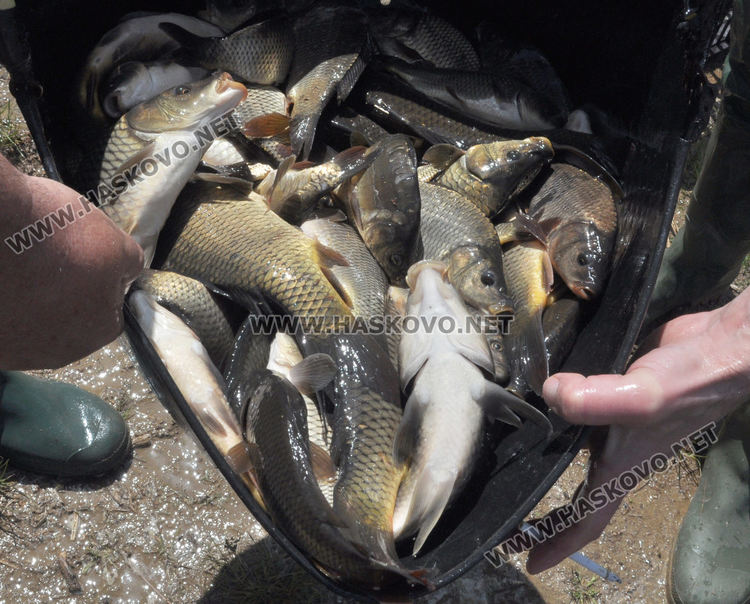 Зарибиха яз. „Тракиец“ с шаран, сом и есетра (видео)