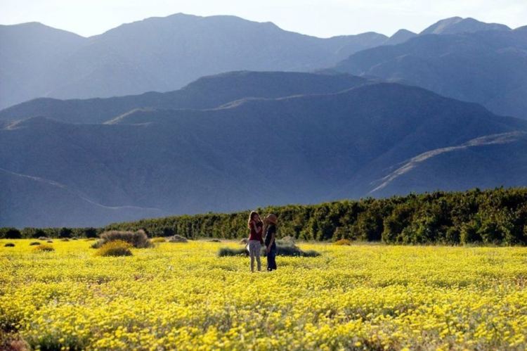 Суперцъфтеж в пустинята се вижда от орбита