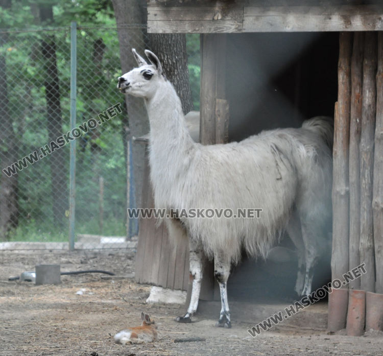 Множество деца с майки и баби посетиха зоопарка в първия работен ден