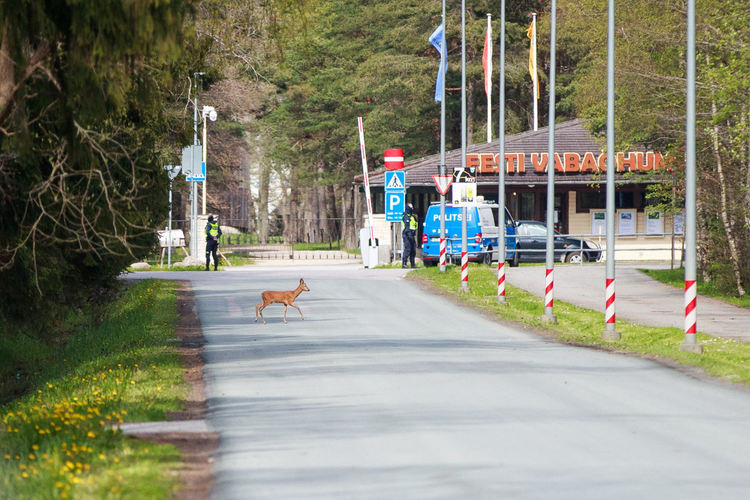 Мечка и малкото ѝ в покрайнините на Талин