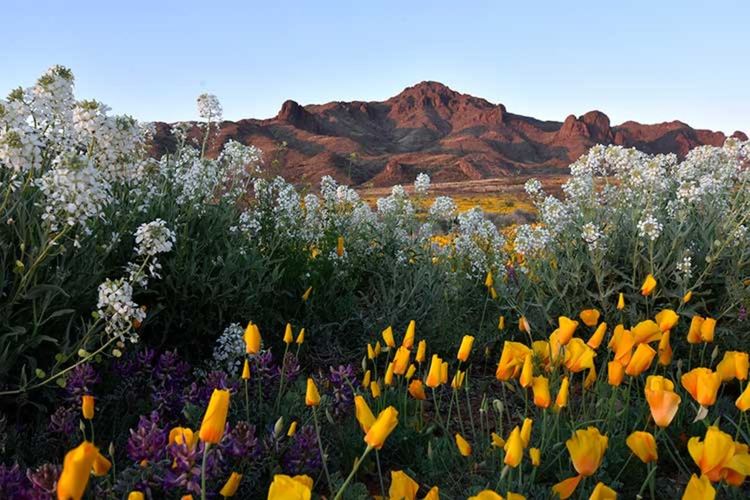 Суперцъфтеж в пустинята се вижда от орбита