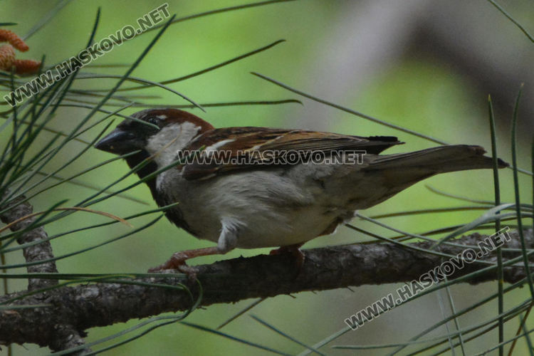 Броиха врабчетата в Хасково – засякоха полски, испански и домашни