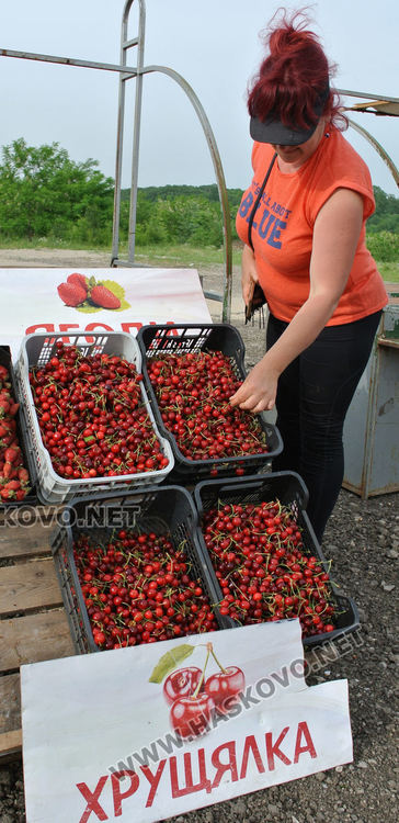 Изкараха първите череши край Крепост, килограмът 8 лева