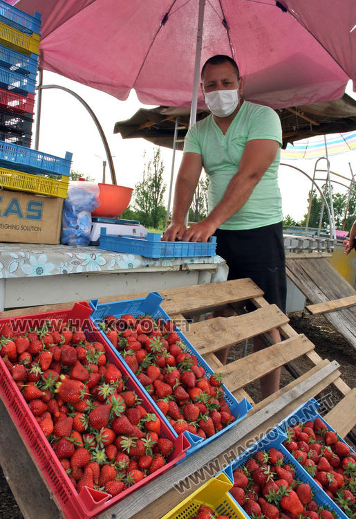 Изкараха първите череши край Крепост, килограмът 8 лева