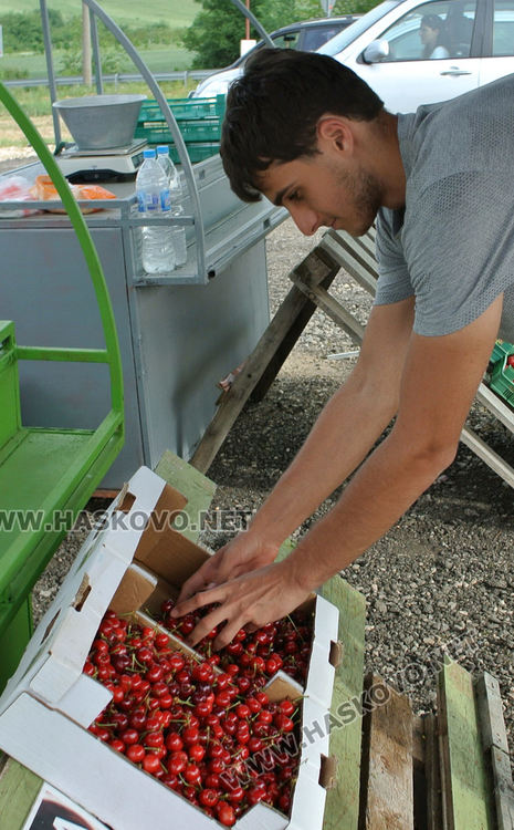 Изкараха първите череши край Крепост, килограмът 8 лева