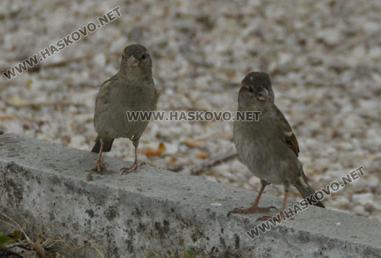 Броиха врабчетата в Хасково – засякоха полски, испански и домашни