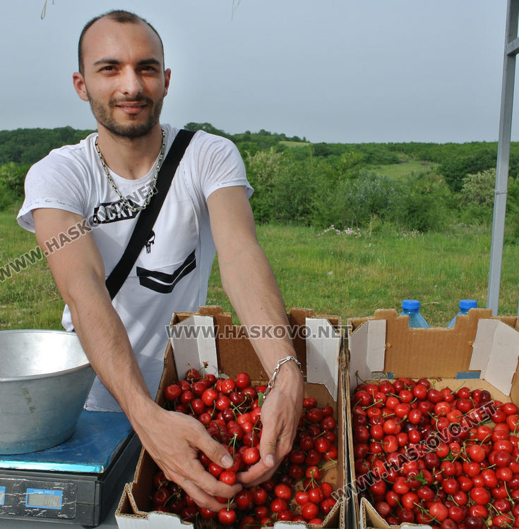 Изкараха първите череши край Крепост, килограмът 8 лева