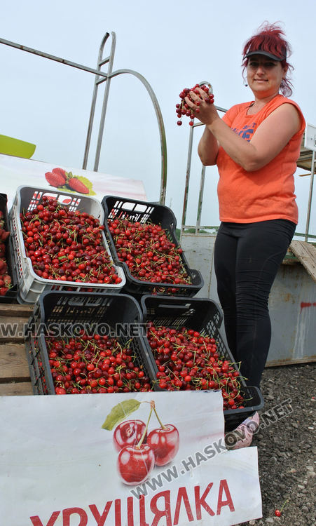 Изкараха първите череши край Крепост, килограмът 8 лева