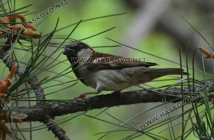 Броиха врабчетата в Хасково – засякоха полски, испански и домашни