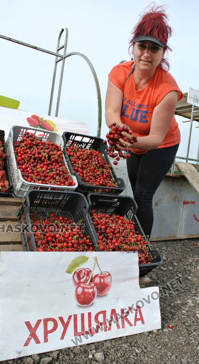 Изкараха първите череши край Крепост, килограмът 8 лева