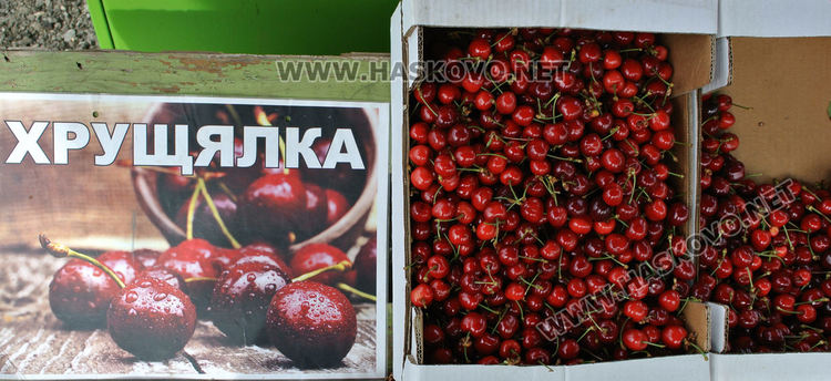 Изкараха първите череши край Крепост, килограмът 8 лева