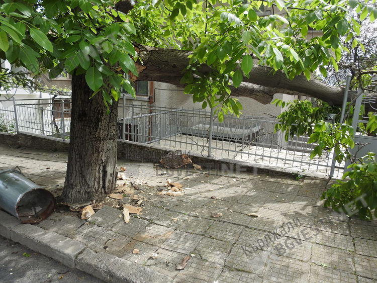 Орех се разцепи в кв. „Байкал”,  огромен клон се стовари между две къщи/снимки/