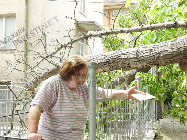 Орех се разцепи в кв. „Байкал”,  огромен клон се стовари между две къщи/снимки/