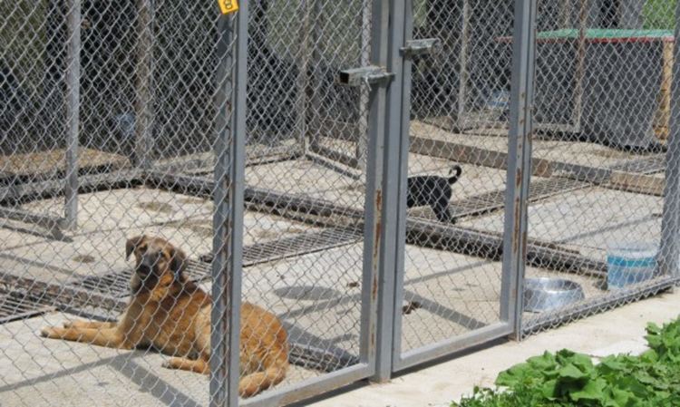 Община Перник започва кампания за безплатна кастрация на кучета 