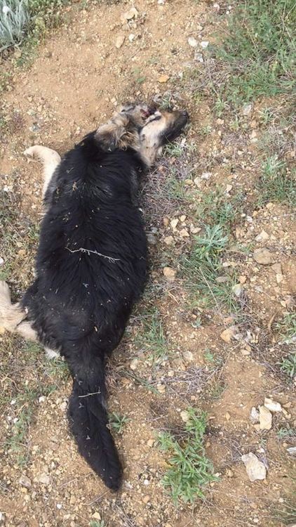 Ловци избиват бездомни кучета в родопско село, деца са стресирани от жалния вой на агония на животните