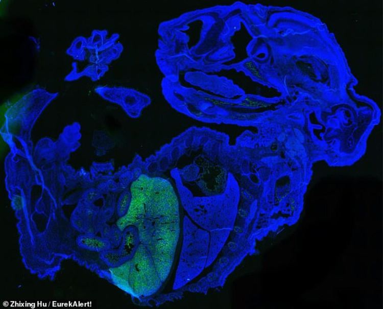 Създадоха най-напредналия до момента хибрид между човек и мишка