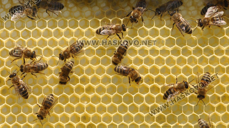 Ден на пчелата: Хасковски пчелари очакват добра реколта