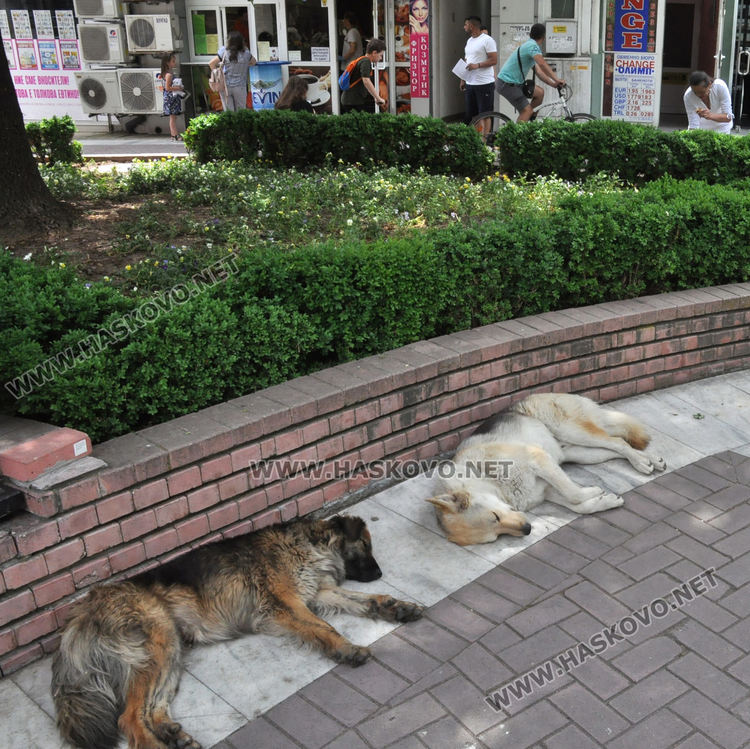 Просяци и „хасковски герои“ налазиха центъра