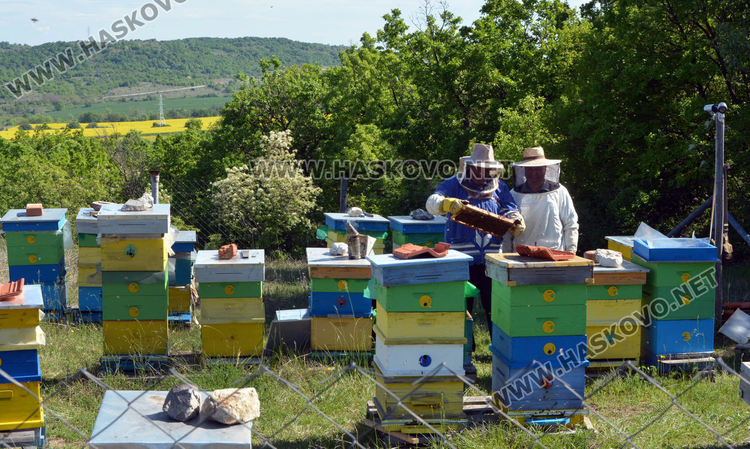 Ден на пчелата: Хасковски пчелари очакват добра реколта