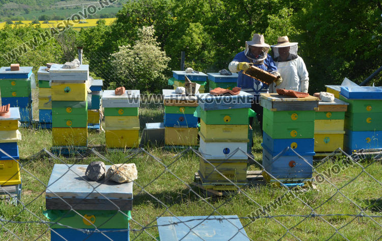 Ден на пчелата: Хасковски пчелари очакват добра реколта