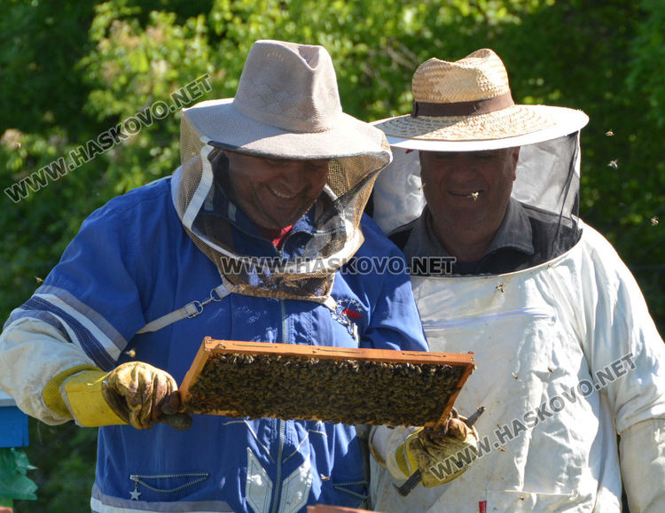 Ден на пчелата: Хасковски пчелари очакват добра реколта