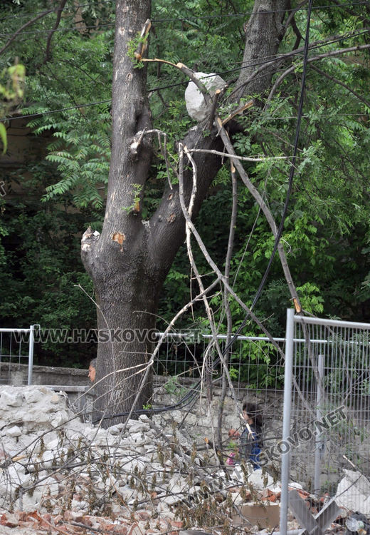Заклещен камък на дърво дебне минувачи