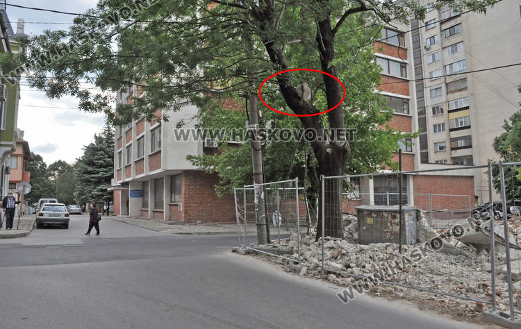 Заклещен камък на дърво дебне минувачи