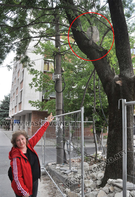 Заклещен камък на дърво дебне минувачи