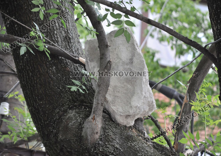 Заклещен камък на дърво дебне минувачи