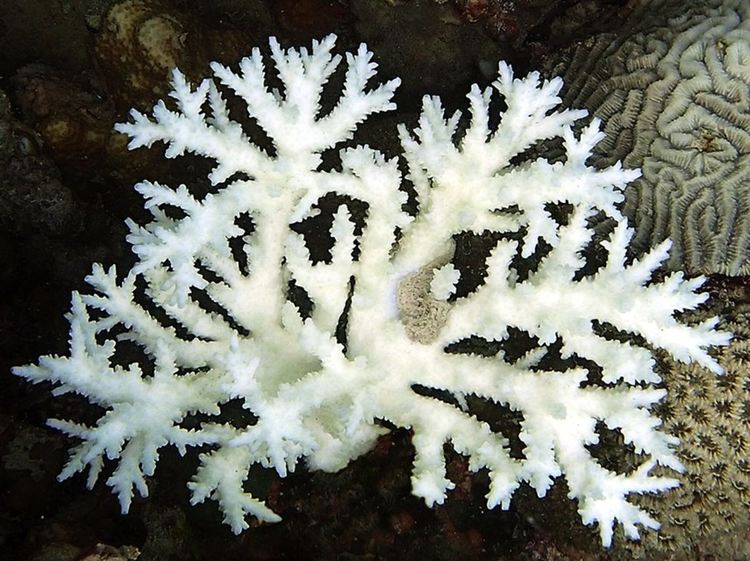Ибелен корал. Кредит: Сесилия Д'Анджело и Йорг Виденман / Университет на Саутхемптън
