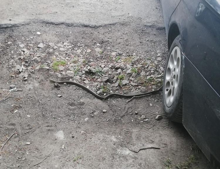 Хасковлии: Змии ни налазиха! Еколозите: коронавирусът затвори хората, но природата живна