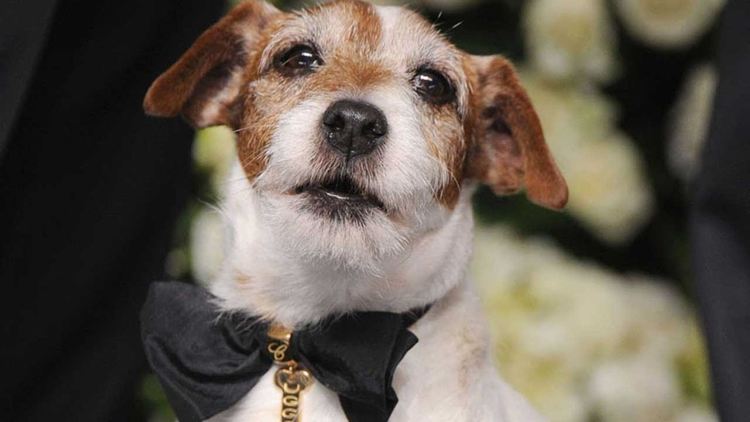 Териерът Уги от филма "Артистът" беше коронован като най-доброто куче на кинофестивала в Кан