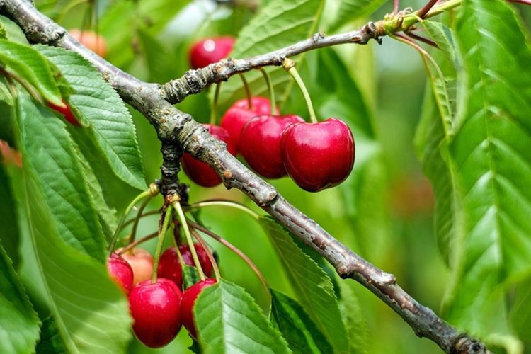 Повече слънце в неделя, но и малко дъжд