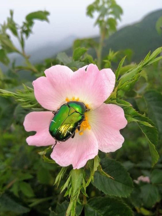 Ветровито днес с разкъсана облачност