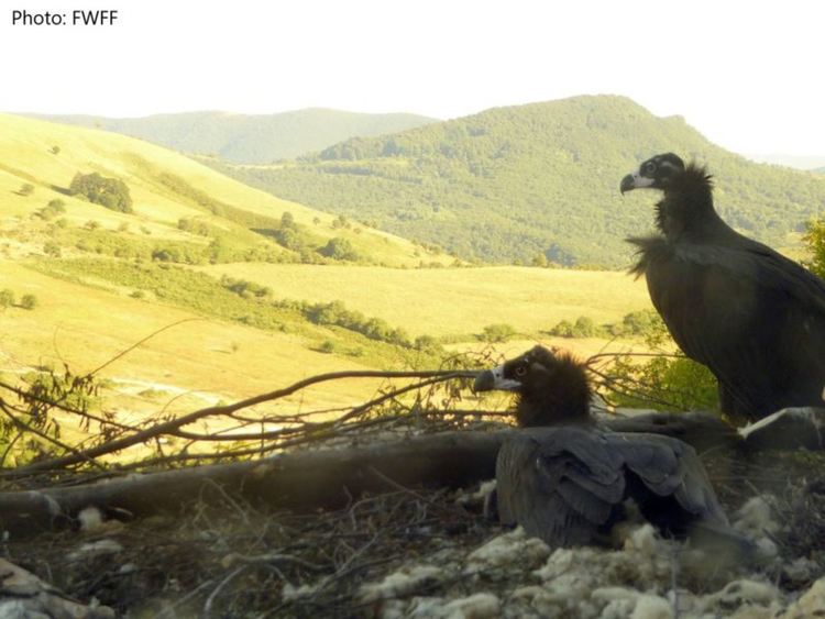 Дарен на България черен лешояд е прострелян в Кърджалийско