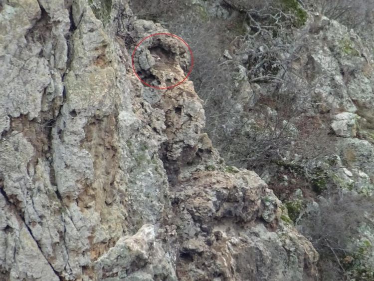 73 белоглави лешоядчета са се излюпили тази пролет в Източните Родопи у нас