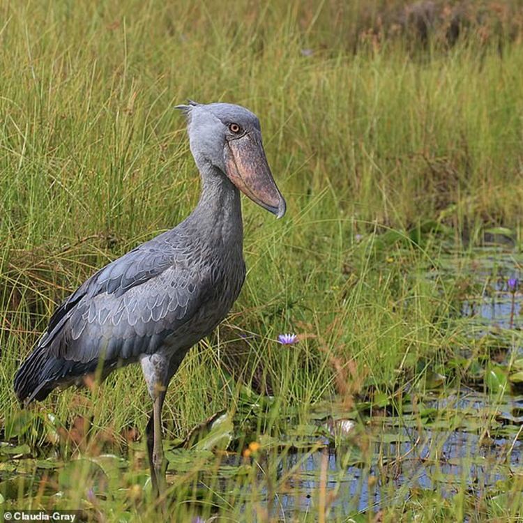 Човешката дейност може да унищожи 50 милиарда години еволюция