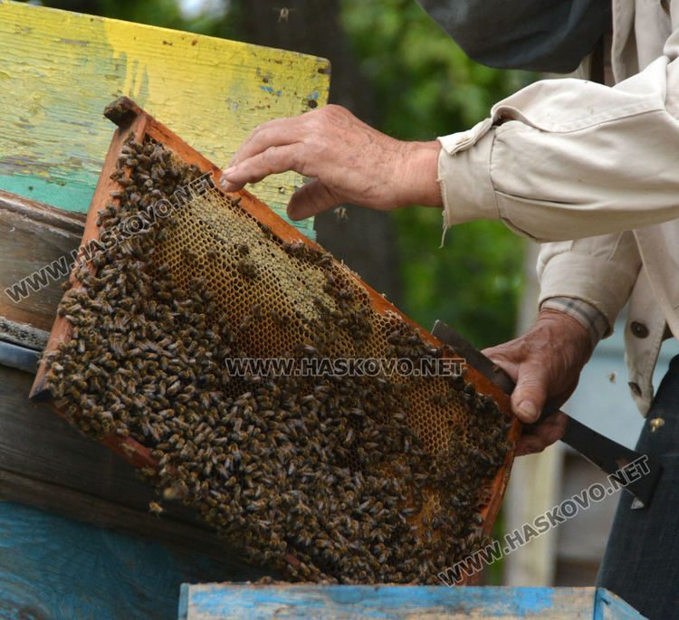Хасковлия иска да кандидатства за Гинес с голяма пита с мед