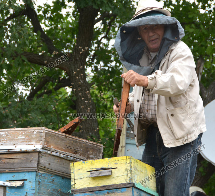 Хасковлия иска да кандидатства за Гинес с голяма пита с мед