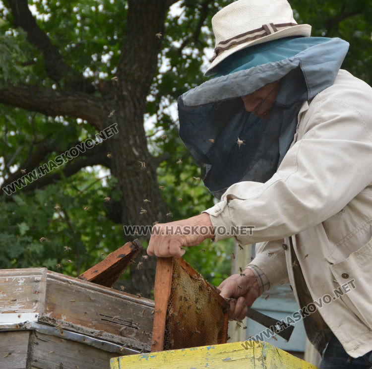 Хасковлия иска да кандидатства за Гинес с голяма пита с мед