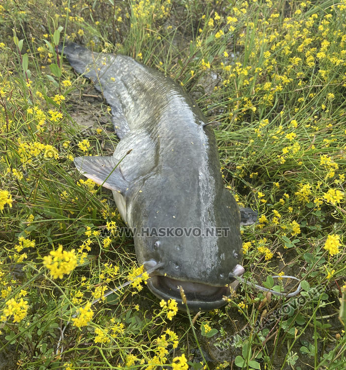 Хасковлии откриха риболовния сезон с добра слука (видео)