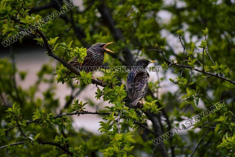 "Дует", Теодор Милев