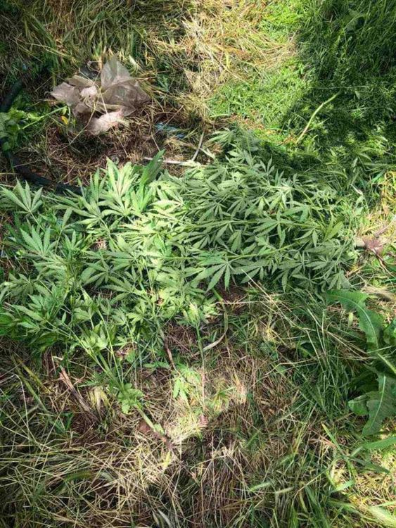 Арестуваха мъж, отглеждал марихуана в Орлово