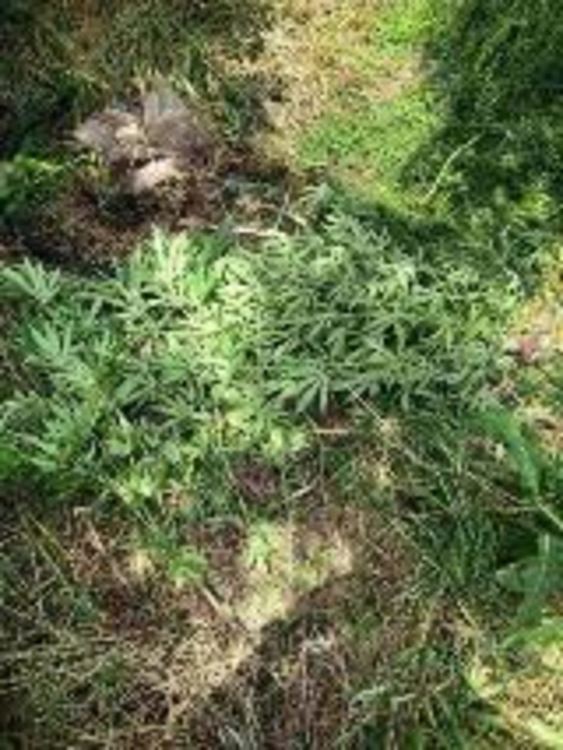 Заловиха кърджалиец в хасковско село,гледал си канабис в двора на дома