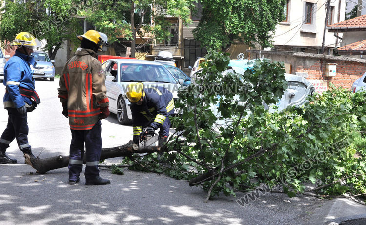 Силният вятър пречупи клони в Хасково