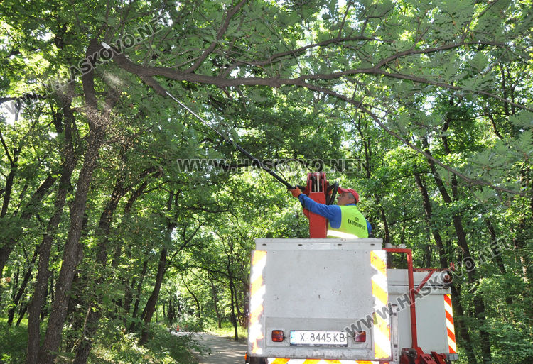 Служители на „Екопрогрес“ рязаха опасни клони и сухи дървета в „Кенана“