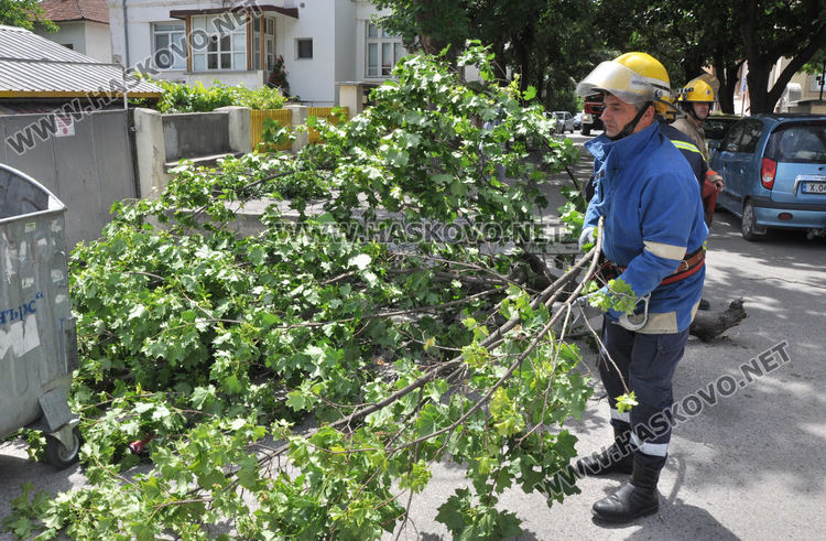 Силният вятър пречупи клони в Хасково