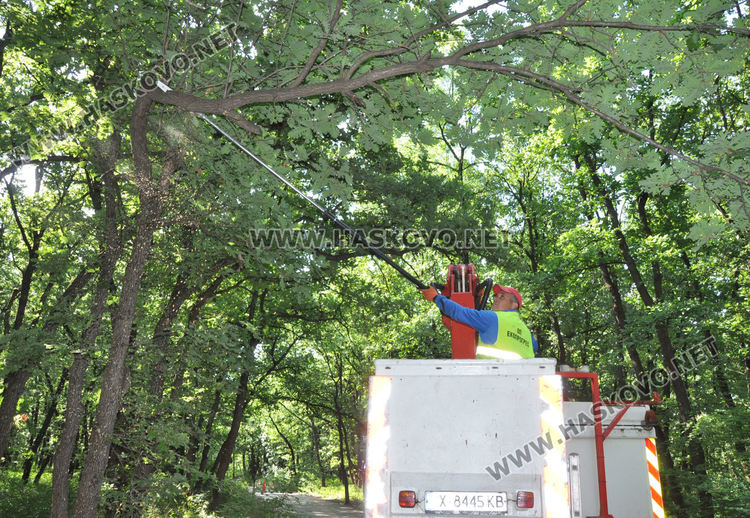 Служители на „Екопрогрес“ рязаха опасни клони и сухи дървета в „Кенана“