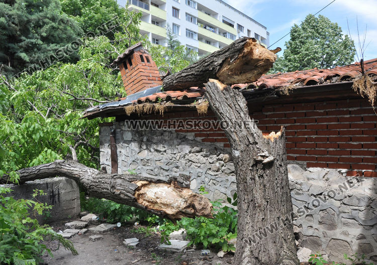 Силният вятър пречупи клони в Хасково